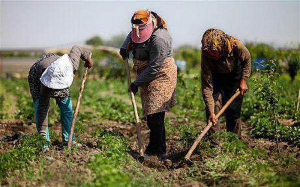 در ایران بسیاری از مفاد قوانین توسعه ای بدون اجرا به جای مانده است