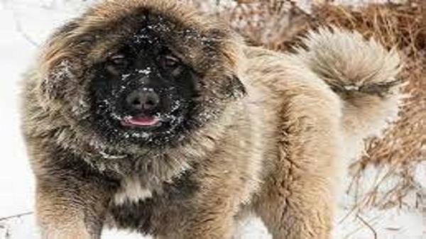 افزایش گونه گرگاس در طبیعت